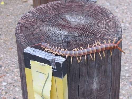 Scolopendra gigantea - kuva 3