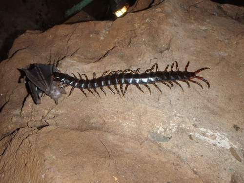Scolopendra gigantea - kuva 4