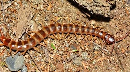 Scolopendra gigantea - kuva 5