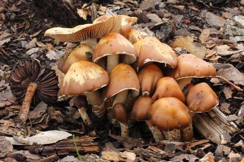Psilocybe caerulescens - kuva 1