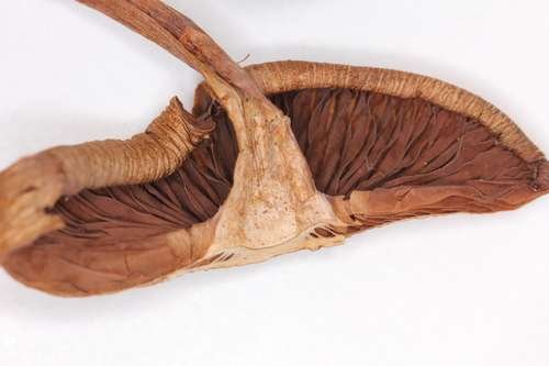 Psilocybe caerulescens - kuva 2