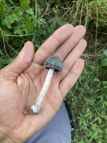 Psilocybe caerulescens - kuva 3