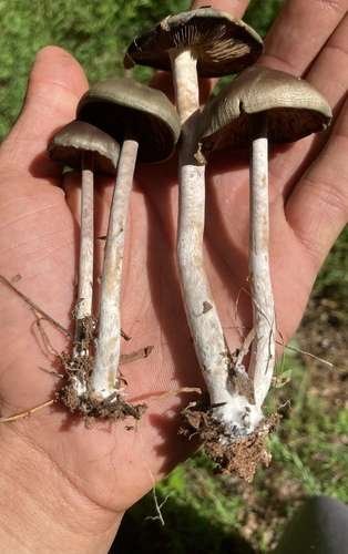 Psilocybe caerulescens - kuva 4