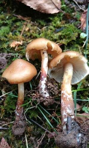 Psilocybe caerulescens - kuva 5