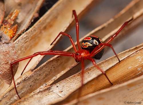 Latrodectus bishopi - kuva 1