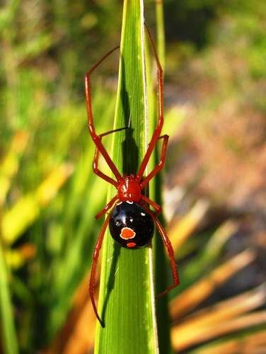 Latrodectus bishopi - kuva 2
