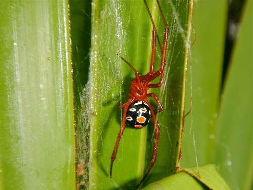 Latrodectus bishopi - kuva 3
