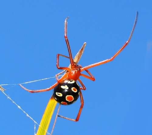 Latrodectus bishopi - kuva 5