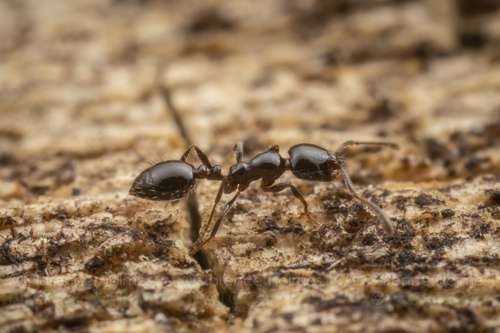 Monomorium minimum - kuva 3