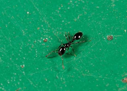 Monomorium minimum - kuva 4