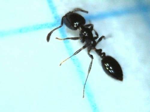 Monomorium minimum - kuva 5
