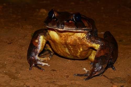 Trichobatrachus robustus - kuva 1