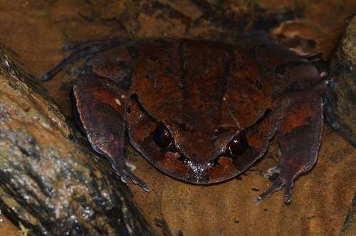 Trichobatrachus robustus - kuva 2