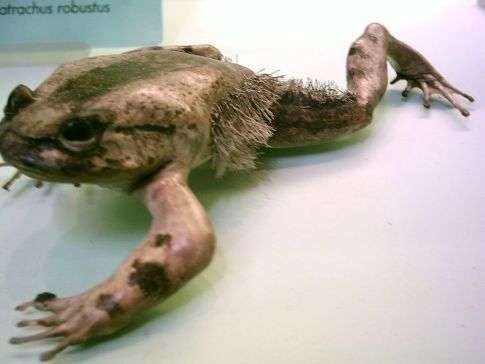 Trichobatrachus robustus - kuva 3