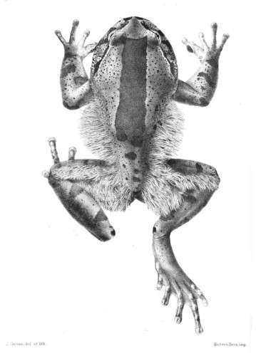 Trichobatrachus robustus - kuva 4
