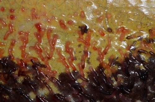 Trichobatrachus robustus - kuva 5