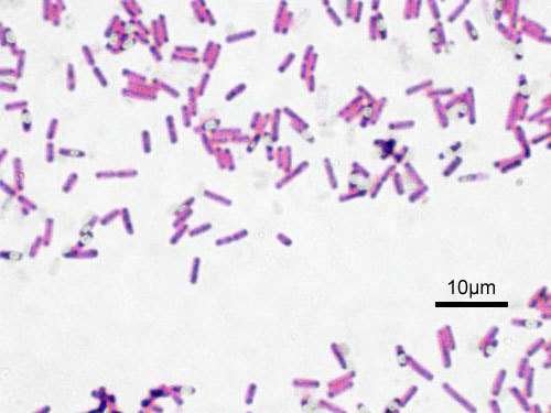 Bacillus subtilis - kuva 1