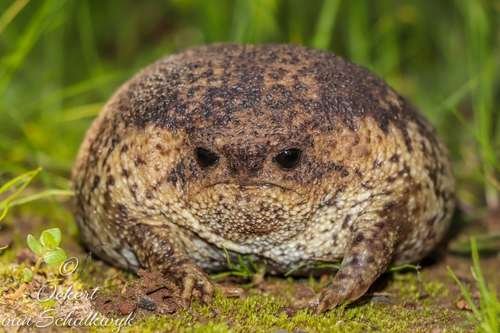 Breviceps gibbosus - kuva 1