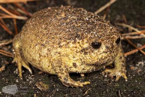 Breviceps gibbosus - kuva 2