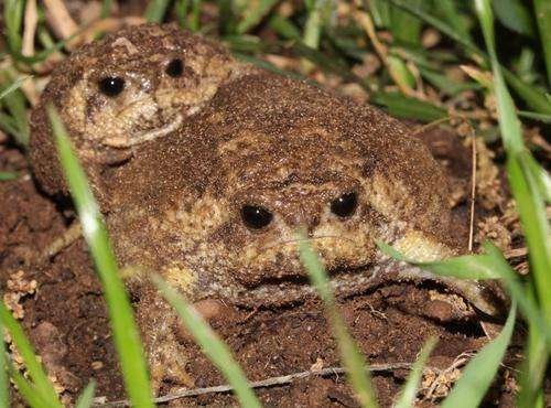 Breviceps gibbosus - kuva 3