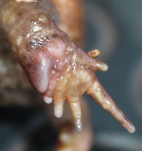 Breviceps gibbosus - kuva 4