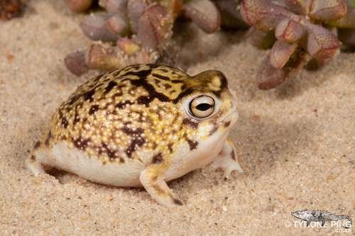 Breviceps macrops - kuva 1