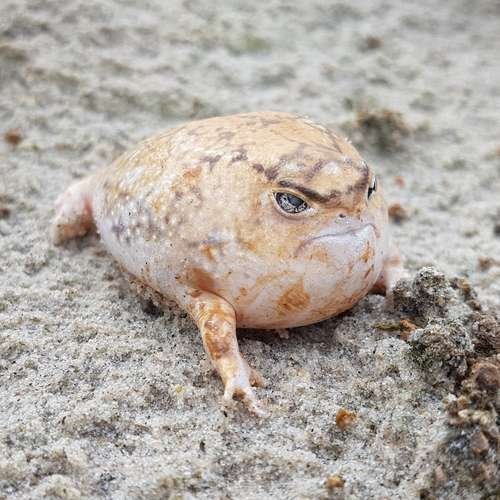 Breviceps macrops - kuva 2