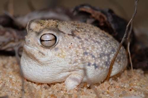 Breviceps macrops - kuva 3
