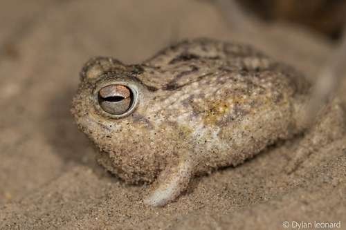 Breviceps macrops - kuva 4