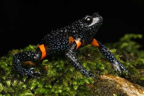 Melanobatrachus indicus - kuva 1