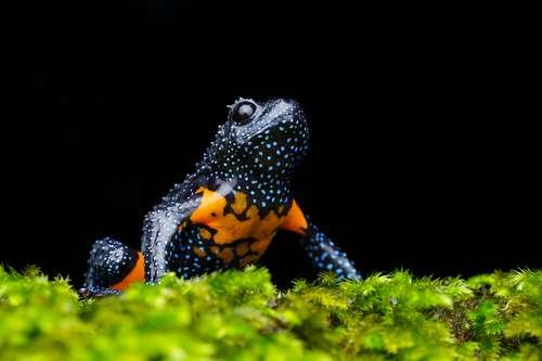 Melanobatrachus indicus - kuva 2