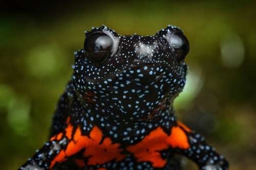 Melanobatrachus indicus - kuva 3