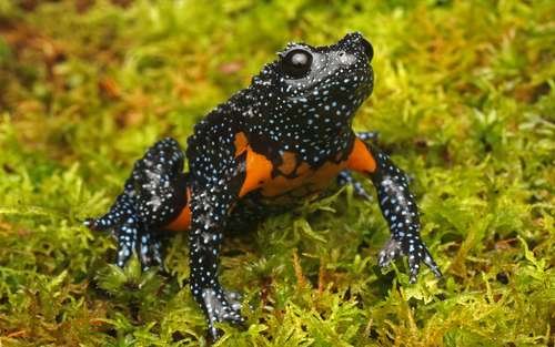 Melanobatrachus indicus - kuva 4