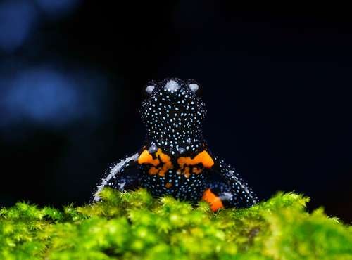 Melanobatrachus indicus - kuva 5
