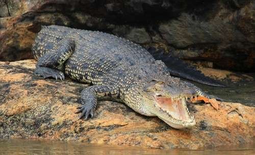 Crocodylus porosus - kuva 1