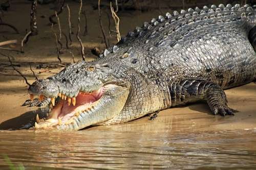 Crocodylus porosus - kuva 2