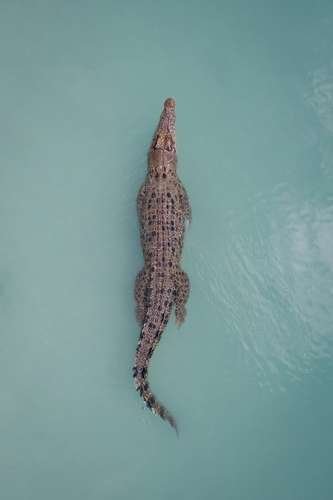 Crocodylus porosus - kuva 3