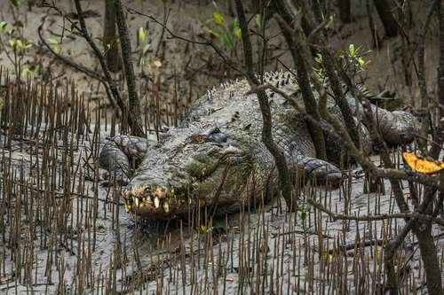 Crocodylus porosus - kuva 4