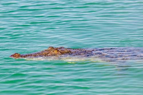Crocodylus porosus - kuva 5