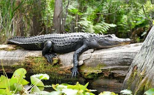 Alligator mississippiensis - kuva 1