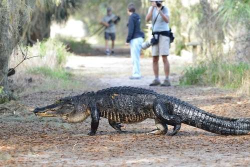 Alligator mississippiensis - kuva 2