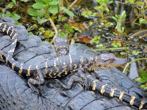 Alligator mississippiensis - kuva 3