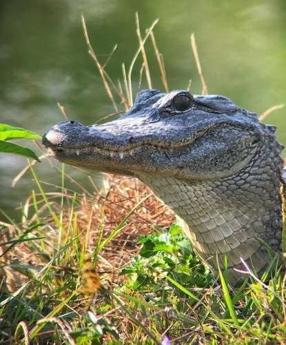 Alligator mississippiensis - kuva 4