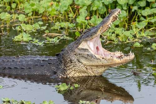 Alligator mississippiensis - kuva 5