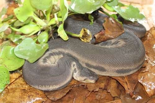 Acrochordus javanicus - kuva 1
