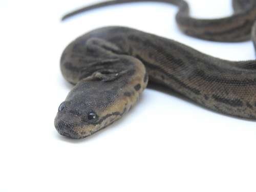 Acrochordus javanicus - kuva 2