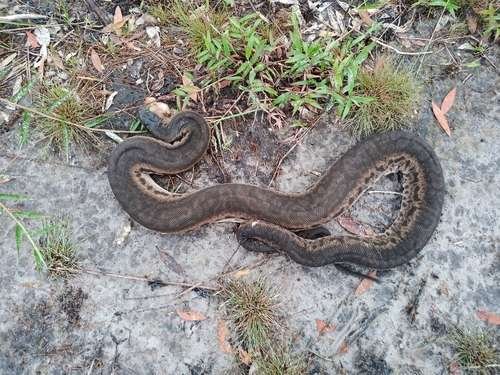 Acrochordus javanicus - kuva 4