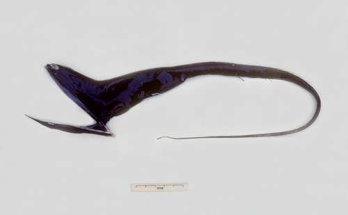 Eurypharynx pelecanoides - kuva 1