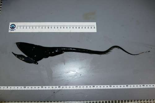 Eurypharynx pelecanoides - kuva 2