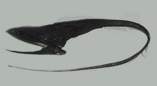 Eurypharynx pelecanoides - kuva 3
